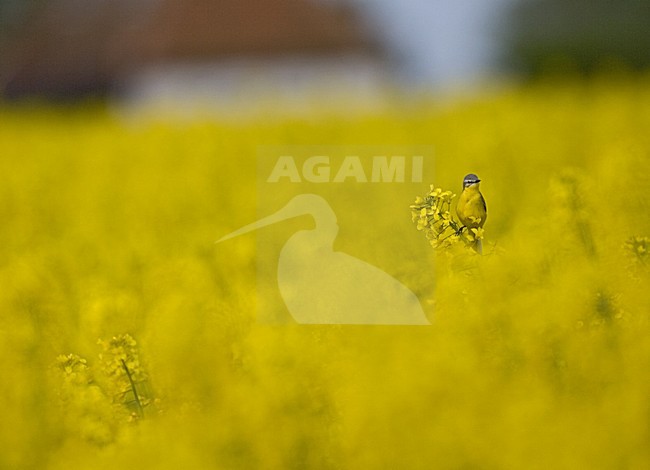 Blue-headed Wagtail, Gele Kwikstaart in koolzaad stock-image by Agami/Marc Guyt,