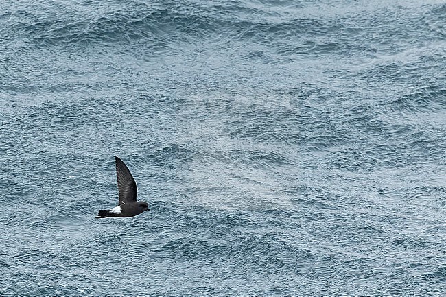 Fuegian Storm Petrel (Oceanites (oceanicus) chilensis) in southern Argentina. stock-image by Agami/Martijn Verdoes,