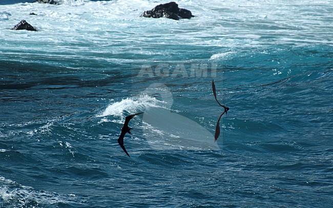 Vliegend mannetje Grote Fregatvogel, Great Frigatebird male in flight stock-image by Agami/Roy de Haas,