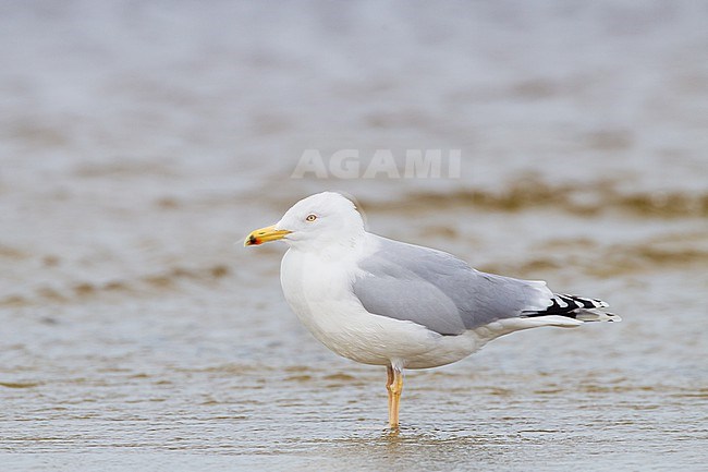 Yellow-legged Gull, Larus michahellis, adult winter standing in water seen from side stock-image by Agami/Menno van Duijn,