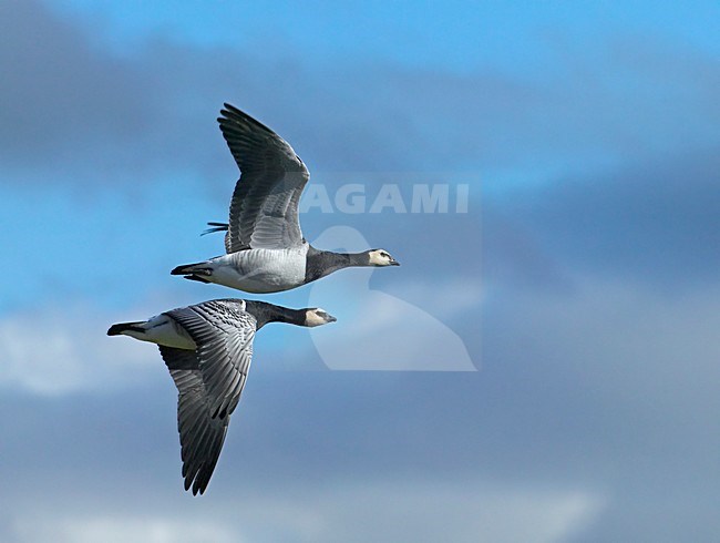 Barnacle Goose flock flying; Brandgans groep vliegend stock-image by Agami/Markus Varesvuo,