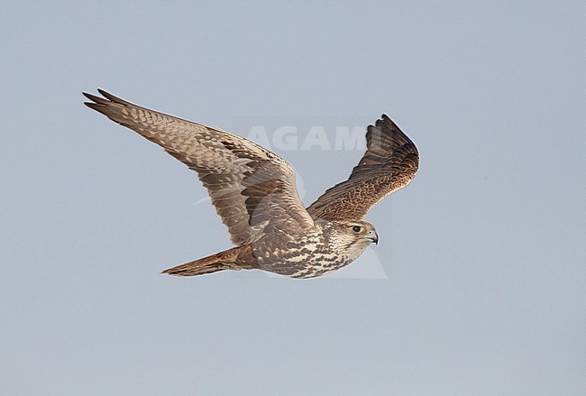 Sakervalk in vlucht; Saker (Falco cherrug) in flight stock-image by Agami/Arie Ouwerkerk,