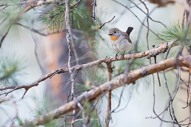 Red-throated Flycatcher - Taiga-Fliegenschnäpper - Ficedula albicilla, Russia (Baikal), adult male stock-image by Agami/Ralph Martin,