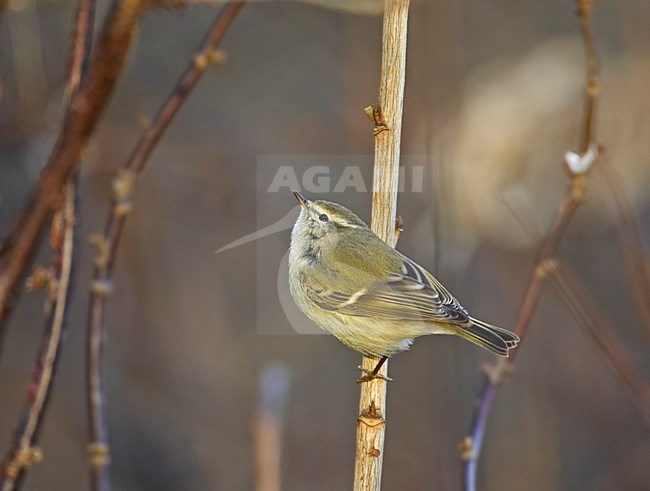Humes Bladkoning als dwaalgast; Vagrant Hume\'s Leaf Warbler stock-image by Agami/Markus Varesvuo,