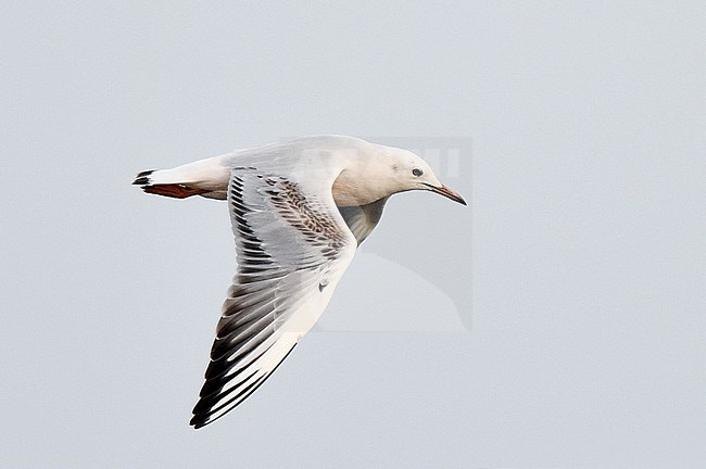 First-winter Slender-billed Gull (Chroicocephalus genei) in flight in Portugal. stock-image by Agami/Laurens Steijn,