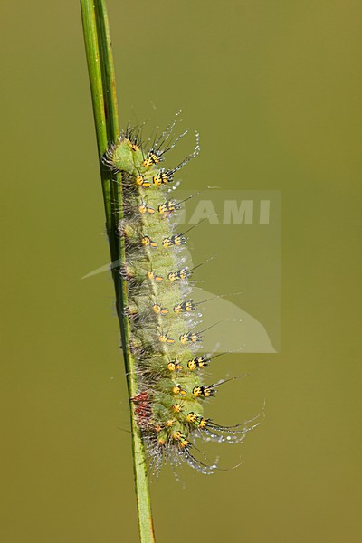 Rups van de Kleine Nachtpauwoog in de vegetatie, Caterpillar from Emperor Moth in vegetation stock-image by Agami/Theo Douma,