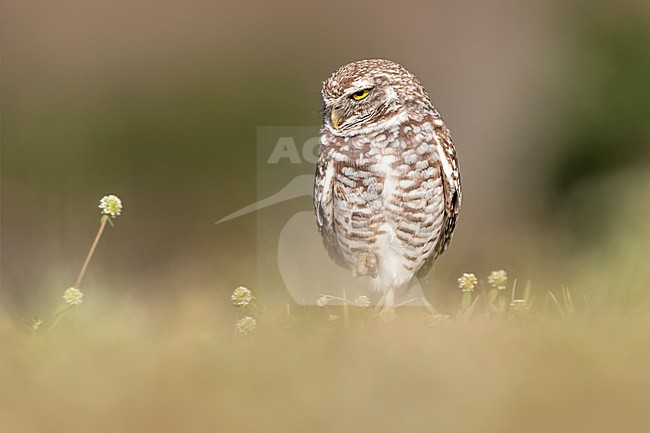 Burrowing Owl (Athene cunicularia) sitting on the ground in green vegetation in Florida USA. stock-image by Agami/Marcel Burkhardt,