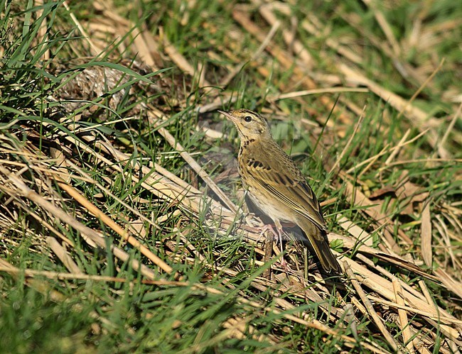 Olive-backed Pipit (Anthus hodgsoni), seen from the side, standing in the grass. Wintering in the Netherlands. stock-image by Agami/Fred Visscher,