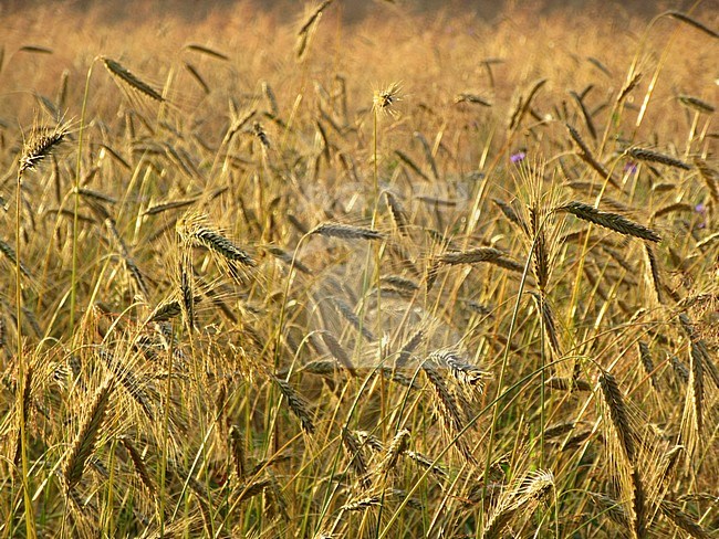 Graanveld, Springendal, Twente; Wheat field Springendal, Twente, Netherlands stock-image by Agami/Marc Guyt,