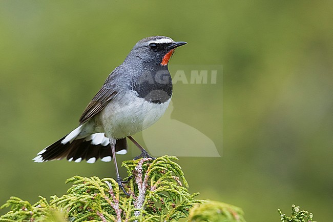 Stunning male Himalayan Rubythroat (Calliope pectoralis ballioni) perched on top of a bush in the mountains of Kazakhstan. Also known as White-tailed Rubythroat. stock-image by Agami/Daniele Occhiato,