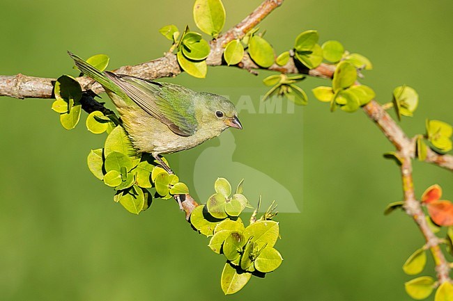 Adult female Painted Bunting (Passerina ciris) perched on a branch in Galveston County, Texas, United States, during spring migration. stock-image by Agami/Brian E Small,