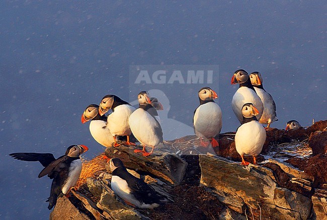 Group of Atlantic Puffins on breeding ground stock-image by Agami/Jari Peltomäki,