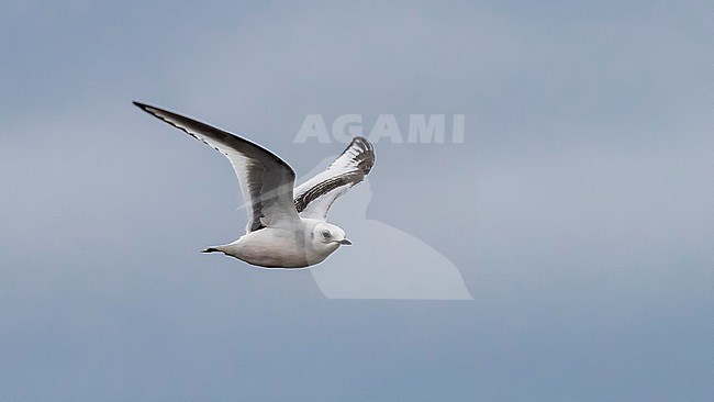 1st winter Ross's Gull flying over Vlissingen, Zeeland, The Netherlands. January 24, 2018. stock-image by Agami/Vincent Legrand,