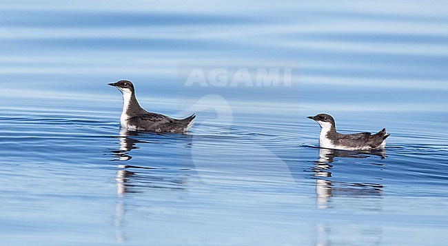 Craveri's murrelet (Synthliboramphus craveri) swimming in the ocean stock-image by Agami/Ian Davies,