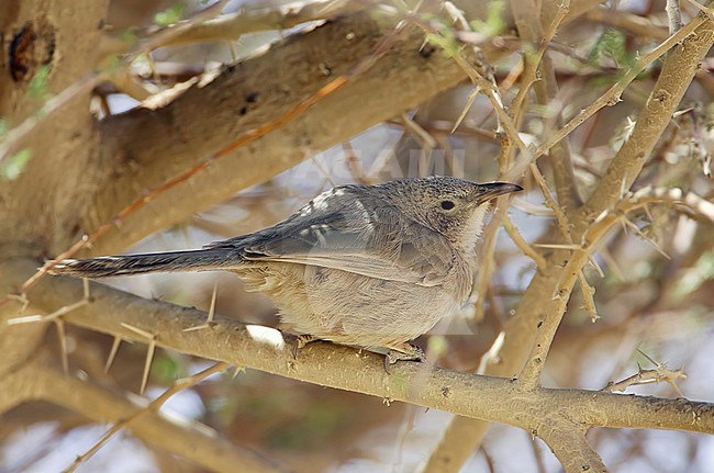 Arabian Babbler (Turdoides squamiceps) in Israel. stock-image by Agami/Tomi Muukkonen,