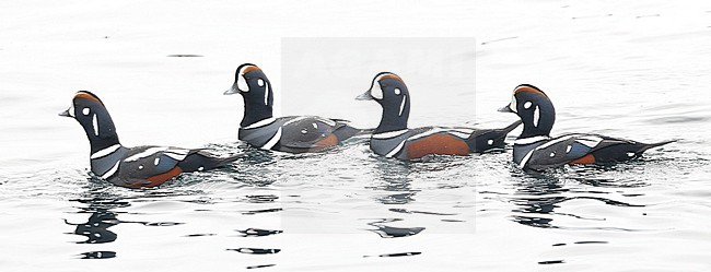 The Harlequin Duck (Histrionicus histrionicus) is a small sea duck. It takes its name from Harlequin, a colorfully dressed character in Commedia dell'arte. stock-image by Agami/Eduard Sangster,
