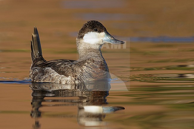 Adult male non-breeding
Los Angeles Co., CA
January 2015 stock-image by Agami/Brian E Small,