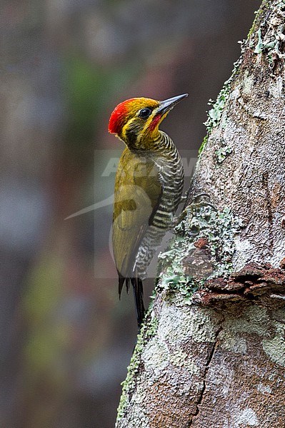 Yellow-browed Woodpecker, Piculus aurulentus, immature male feeding on a tree trunk in Brazilian rain forest stock-image by Agami/Andy & Gill Swash ,