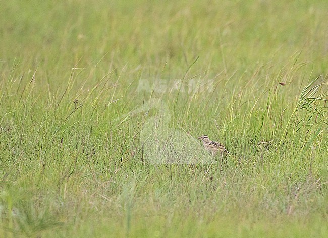 Rudd's Lark (Heteromirafra ruddi) in South Africa. A species of  high-altitude grassland. It is threatened by habitat loss. stock-image by Agami/Pete Morris,