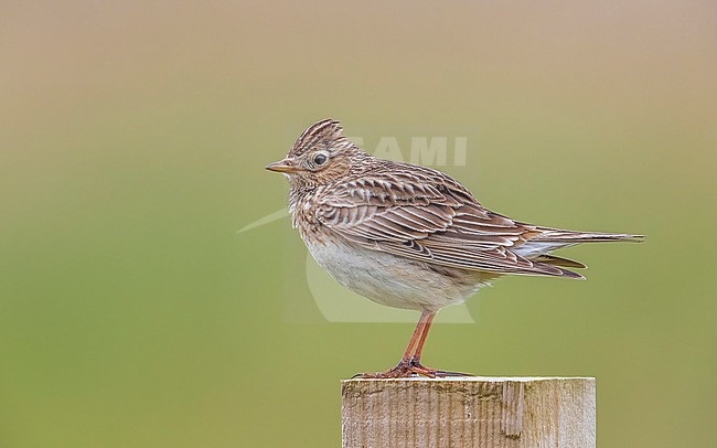 Male Eurasian Skylark (Alauda arvensis arvensis) perched on a post in North Ronaldsay Airport, Orkney, Scotland, United Kingdom. stock-image by Agami/Vincent Legrand,