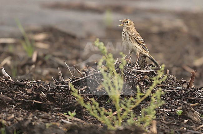 Water Pipit (Anthus spinoletta), standing,calling, seen from the side. stock-image by Agami/Fred Visscher,