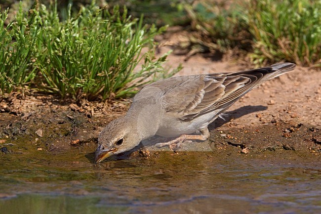 Bleke Rotsmus drinkend; Pale Rock Sparrow drinking stock-image by Agami/Daniele Occhiato,