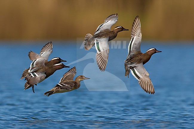 Groep Zomertalingen in de vlucht; Flock of Garganey in flight stock-image by Agami/Daniele Occhiato,