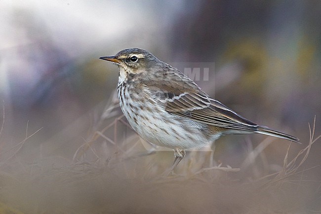 Water Pipit, Anthus spinoletta, in Italy. stock-image by Agami/Daniele Occhiato,