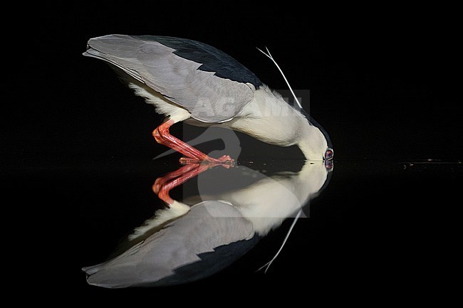 Kwak jagend in water; Black-crowned Night Heron hunting in water stock-image by Agami/Marc Guyt,