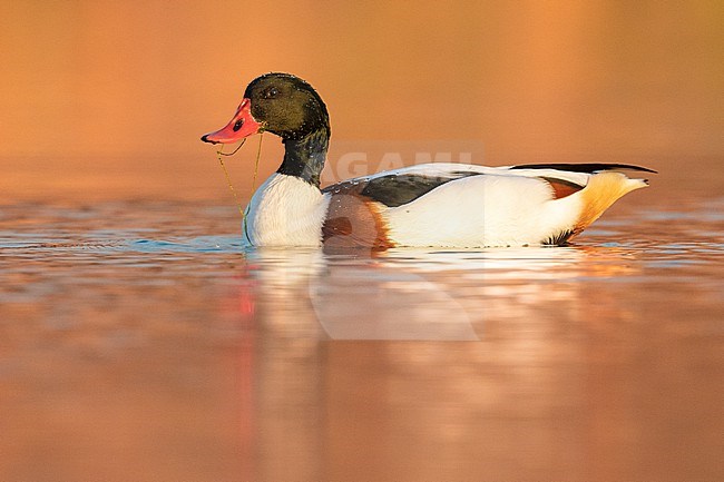 Common Shelduck (Tadorna tadorna), side view of a male swimming, Campania, Italy stock-image by Agami/Saverio Gatto,