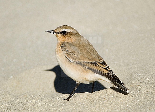 A young female Northern Wheatear (Oenanthe oenanthe) is seen standing on clear sand with a clear backgroung. stock-image by Agami/Jacob Garvelink,