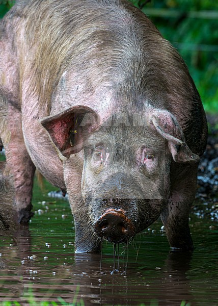 Vrije uitloop varken; Domestic Pig stock-image by Agami/Hans Germeraad,