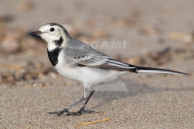 White Wagtail (Motacilla alba), side view of an individual in winter plumage standing on the sand, Campania, Italy stock-image by Agami/Saverio Gatto,