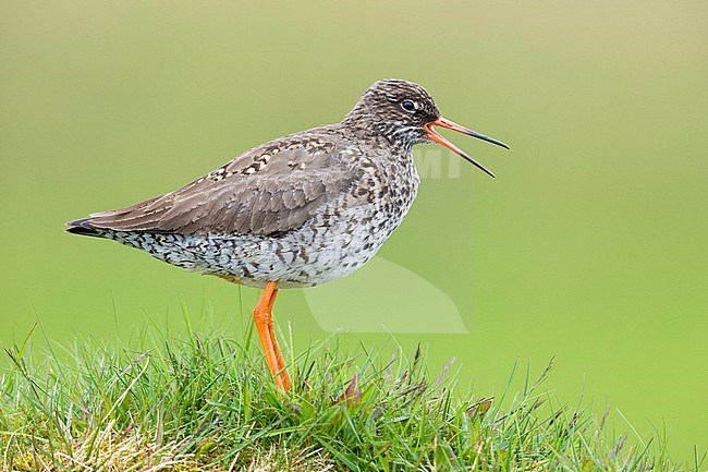 Common Redshank (Tringa totanus robusta), side view of an adult standing on a tussock, Southern Region, Iceland stock-image by Agami/Saverio Gatto,
