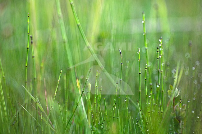 Variegated Horsetail, Equisetum variegatum stock-image by Agami/Wil Leurs,