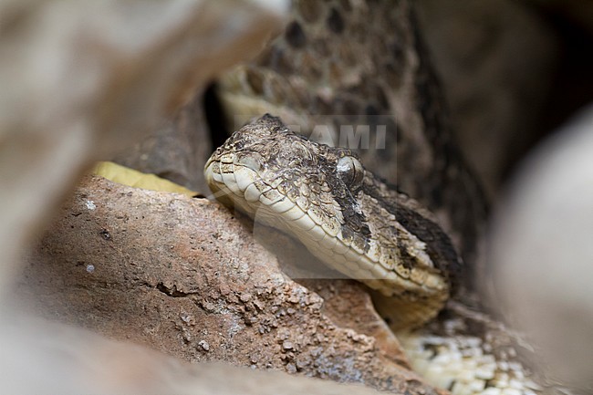 Puff Adder - Puffotter - Bitis arietans, Oman stock-image by Agami/Ralph Martin,