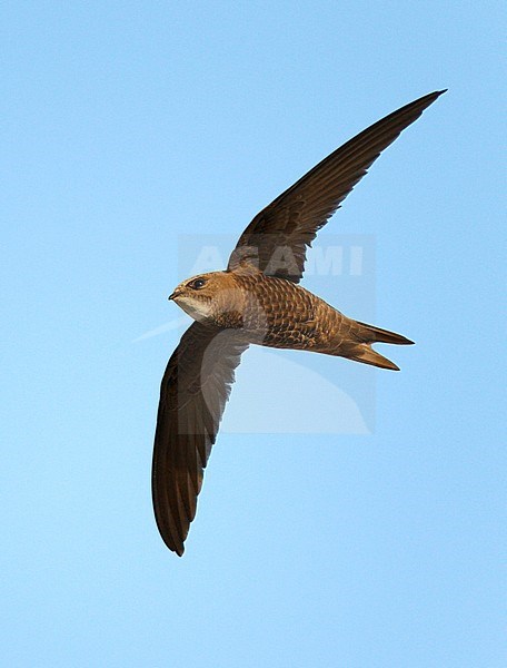 Pallid Swift (Apus pallidus) in flight in Spain. stock-image by Agami/Ran Schols,