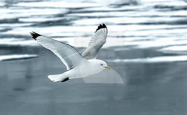 Black-legged Kittiwake (Rissa tridactyla) adult in flight stock-image by Agami/Roy de Haas,