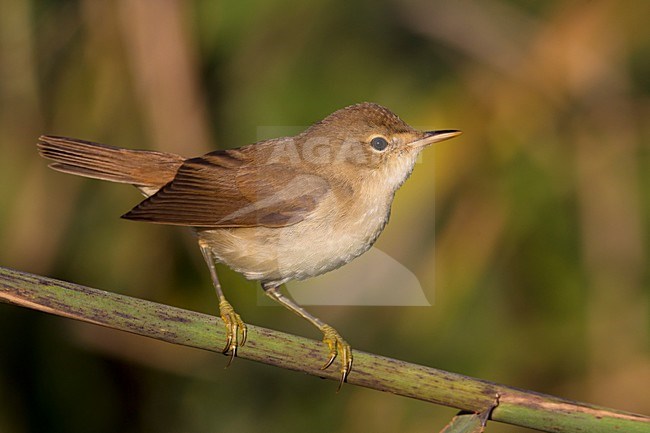 Kleine Karekiet, Eurasian Reed Warber stock-image by Agami/Daniele Occhiato,