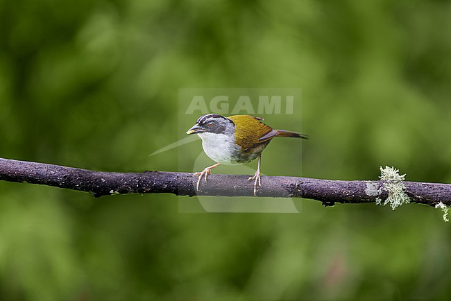 Grey-browed Brushfinch (Arremon assimilis) perched on a branch against a green colored natural background, room for text, Colombia stock-image by Agami/Tomas Grim,