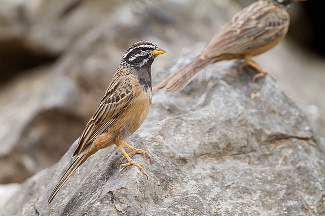 Cinnamon-breasted Bunting - Bergammer - Emberiza tahapisi ssp. arabica, adult male stock-image by Agami/Ralph Martin,