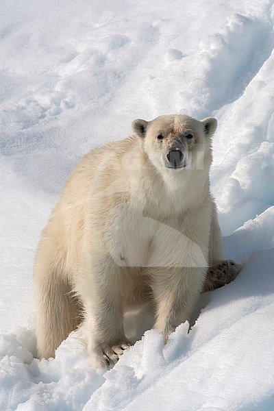 Polar Bear (Ursus maritimus) sitting in the snow on Svalbard, arctic Norway. Looking straight at you. stock-image by Agami/Marc Guyt,