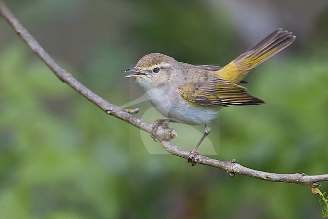 Western Bonelli's Warbler (Phylloscopus bonelli) adult perched on a twig and calling stock-image by Agami/Daniele Occhiato,