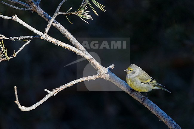 Citril Finch - Zitronengirlitz - Carduelis citrinella, Spain stock-image by Agami/Ralph Martin,