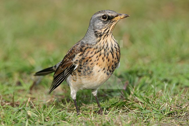 Kramsvogel in grasveld; Fieldfare on the grass stock-image by Agami/Arie Ouwerkerk,