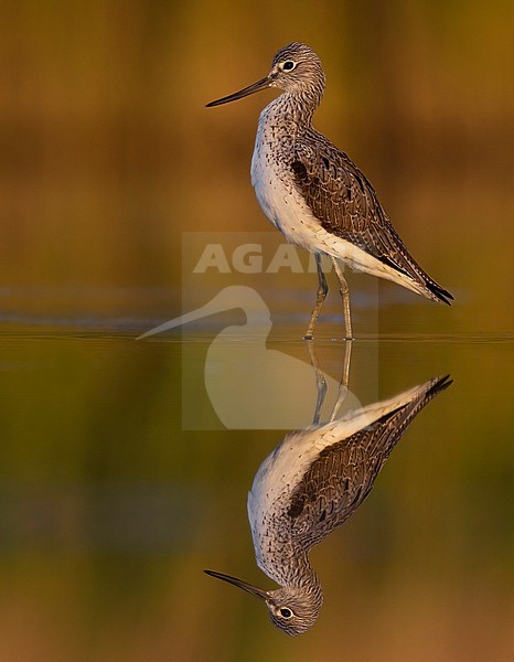 Greenshank (Tringa nebularia) in Italy. stock-image by Agami/Daniele Occhiato,