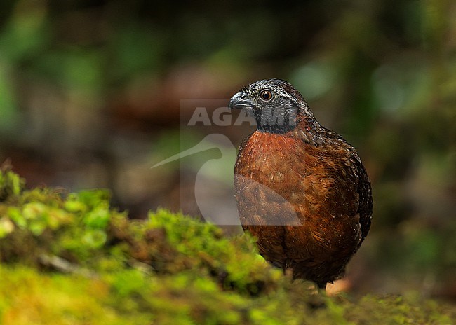 Rufous-breasted Wood Quail (Odontophorus speciosus), San Martin, Peru, South-America. stock-image by Agami/Steve Sánchez,