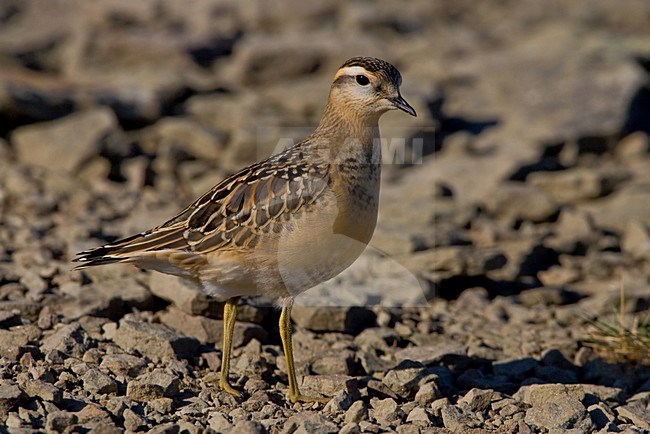 Juveniele Morinelplevier; Juvenile Eurasian Dotterel stock-image by Agami/Daniele Occhiato,