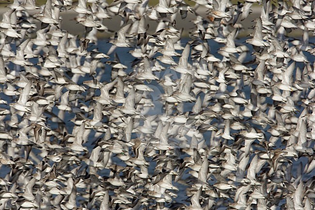 Grote groep Kanoeten; Large flock of Red Knots stock-image by Agami/Arie Ouwerkerk,