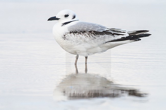 Drieteenmeeuw, Black-legged Kittiwake, Rissa tridactyla first calender year sitting on beach stock-image by Agami/Menno van Duijn,